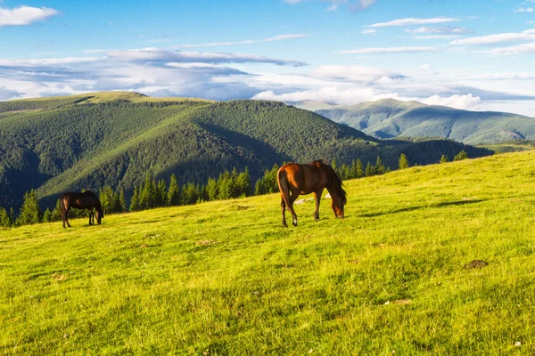 Horská krajina s koňmi — Stock fotografie