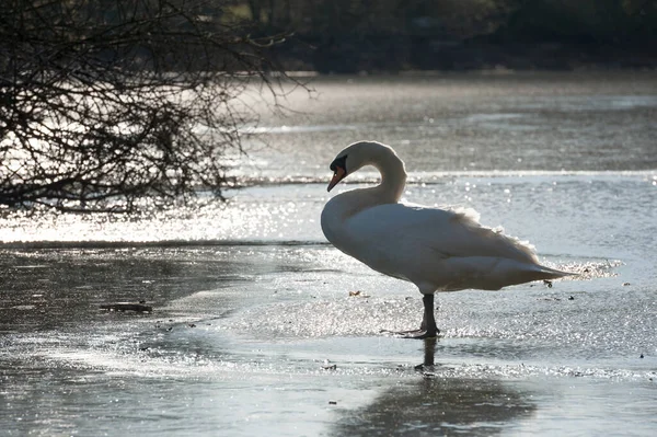 Silhouette White Swan Standing Frozen Lake Low Winter Sunlight — Stock Photo, Image