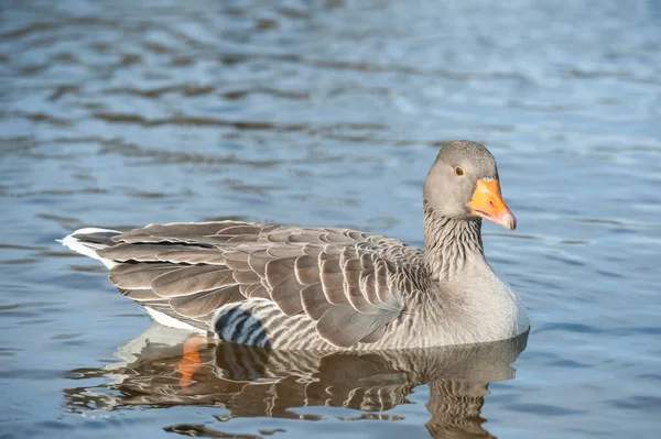 Primo Piano Oca Egiziana Sua Riflessione Lago — Foto Stock