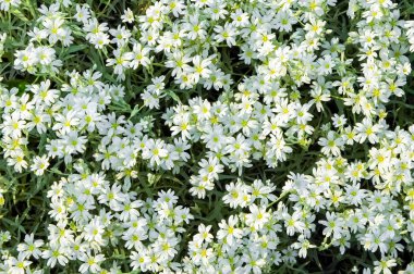 beyaz çiçekli zemin