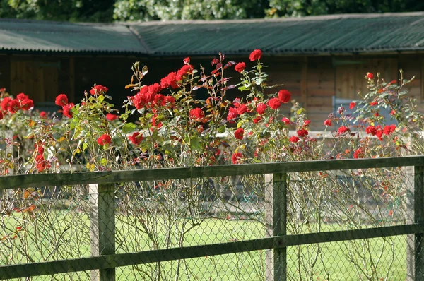 Red roses — Stock Photo, Image