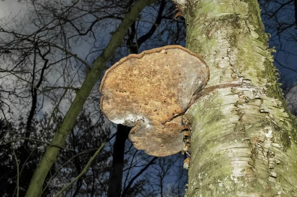 Шельфовые грибы — стоковое фото