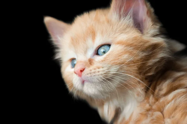 Cute kitten — Stock Photo, Image