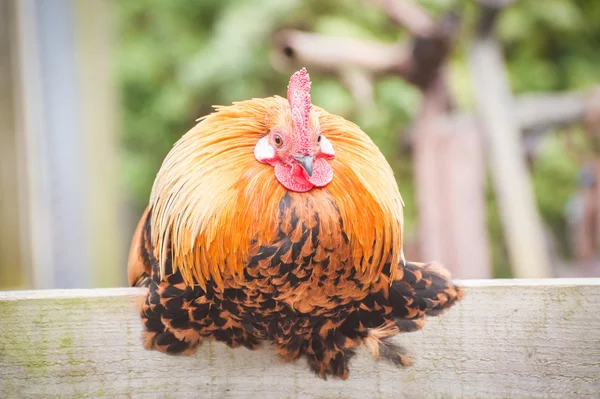 Plump chicken — Stock Photo, Image