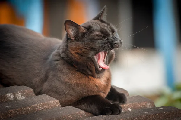 Schwarze Katze gähnt — Stockfoto