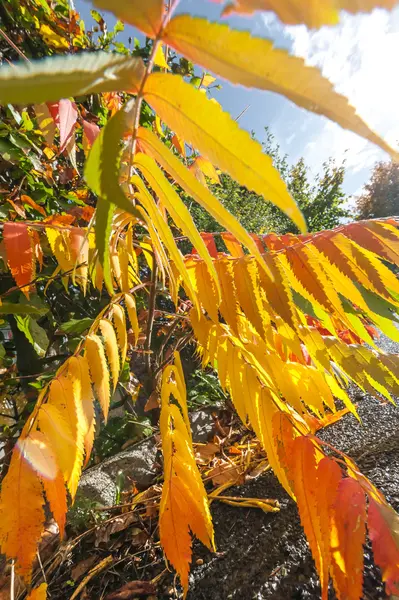 Autumnal foliage — Stock Photo, Image