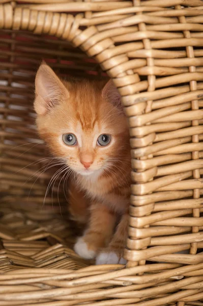 Nervös kattunge — Stockfoto