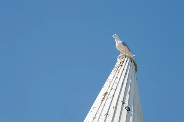 밴 티 지 포인트 — 스톡 사진