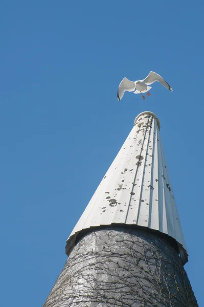 Gull on an oast house — Stock fotografie