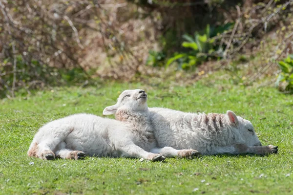 Sunbathing lambs — Stock Photo, Image