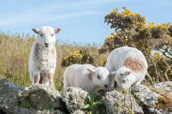 Lambs — Stock Photo, Image