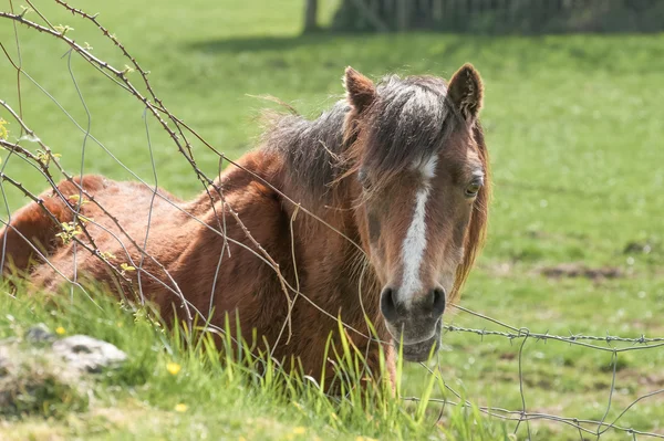 Pony en un campo —  Fotos de Stock