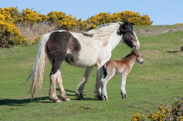Newborn foal — Stock Photo, Image