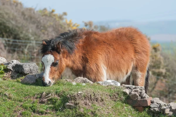 Welsh pony — Stock Photo, Image