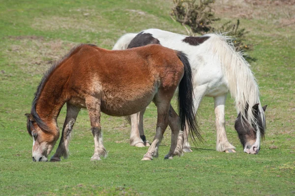 Walisische Ponys — Stockfoto