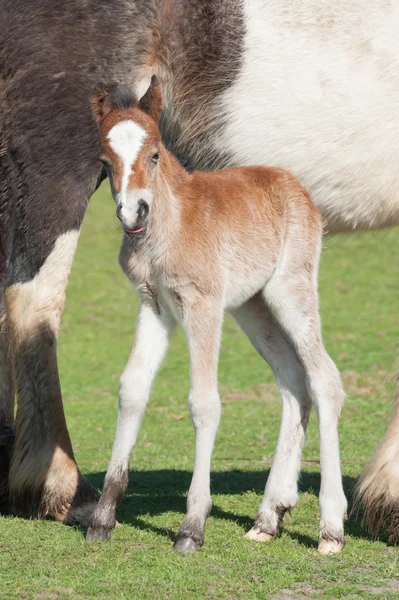 New foal — Stock Photo, Image