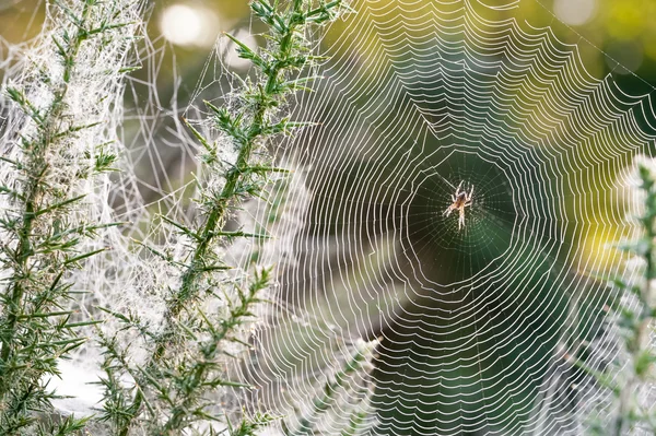 Spider web — Stock Photo, Image