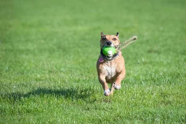 Cão com um brinquedo — Fotografia de Stock