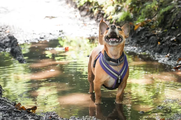 水たまりに犬 — ストック写真