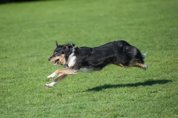 Τρέξιμο κατάβαση σκυλί — Φωτογραφία Αρχείου