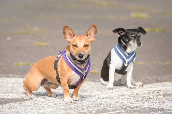 Zwei Terrier-Hunde — Stockfoto