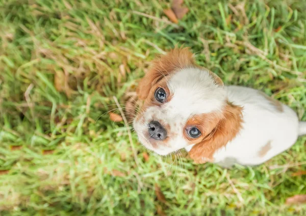 ・ スパニエル子犬クローズ アップ — ストック写真