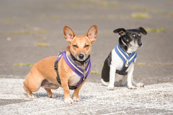 Due cani terrier — Foto Stock