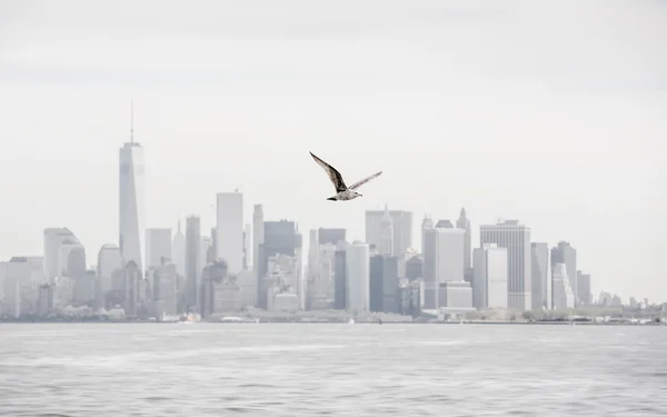Gabbiano che vola contro Manhattan — Foto Stock