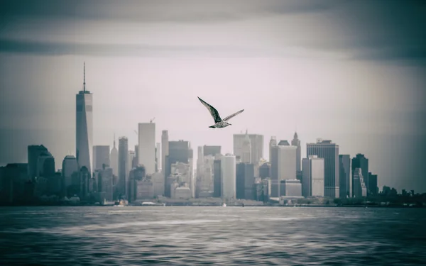 Gaivota voando contra Manhattan — Fotografia de Stock