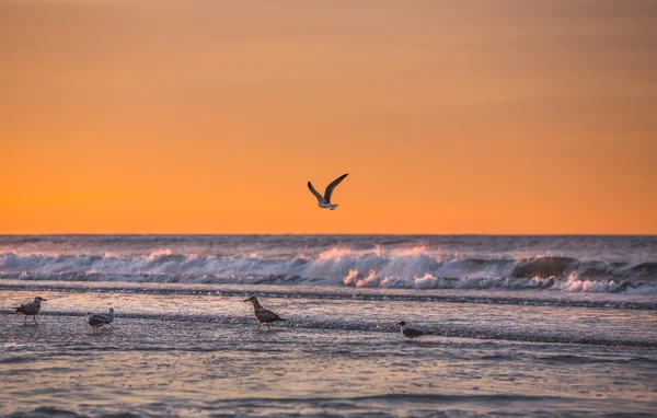 Atlantic Ocean coastline — Stock Photo, Image