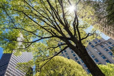 Manhattan'daki Madison Square Parkı