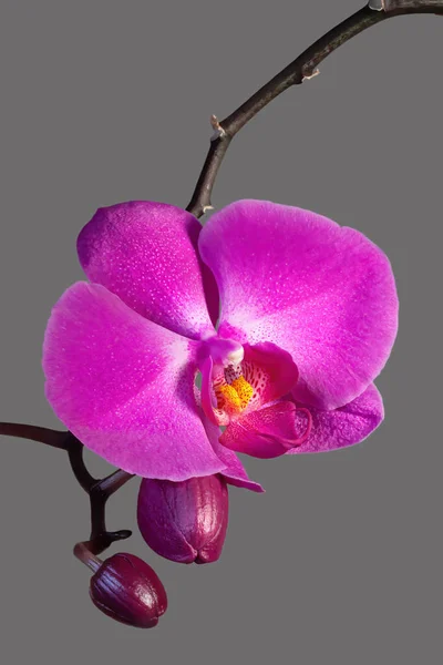 Różowy Purpurowy Falaenopsis Orchidea Kwiat Ksero Miejsce Tle — Zdjęcie stockowe