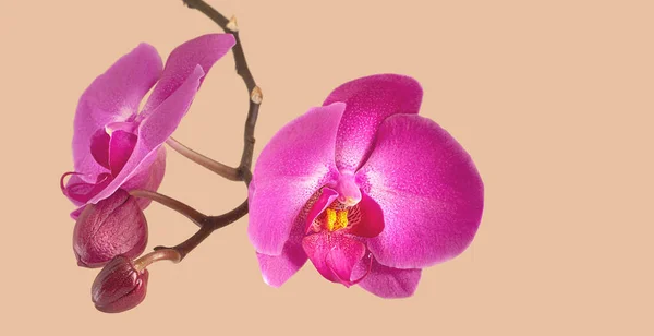 Roze Paarse Phalaenopsis Orchidee Bloem Met Kopieerruimte Achtergrond — Stockfoto