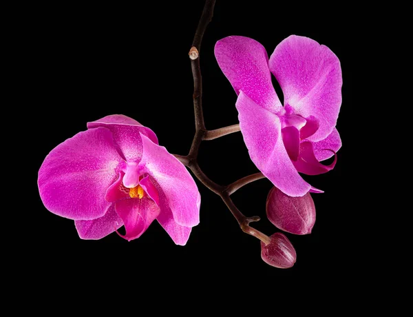 Flor Roxa Rosa Orquídea Phalaenopsis Com Espaço Cópia Fundo — Fotografia de Stock