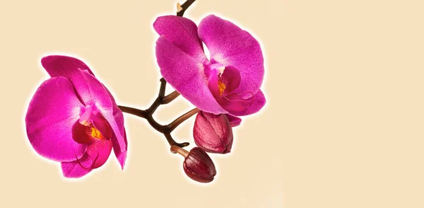 背景为粉红色紫色仙人掌兰花 有复制空间 — 图库照片