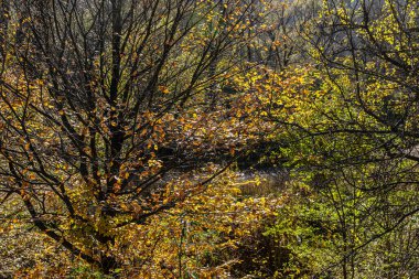 Sonbahar ormanı geçmişi. Güzel sonbahar orman manzarası. Renkli ormanlık alanda sabah sahnesi. Doğa konseptinin güzelliği.