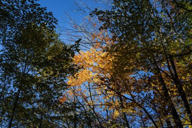 Sonbahar ormanı geçmişi. Güzel sonbahar orman manzarası. Renkli ormanlık alanda sabah sahnesi. Doğa konseptinin güzelliği. Sonbahar ormanındaki ağaçların alt manzarası..