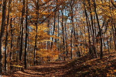 Sonbahar ormanı geçmişi. Güzel sonbahar orman manzarası. Renkli ormanlık alanda sabah sahnesi. Doğa konseptinin güzelliği.