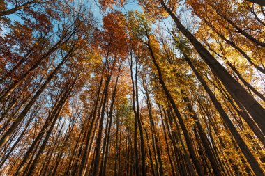 Sonbahar ormanı geçmişi. Güzel sonbahar orman manzarası. Renkli ormanlık alanda sabah sahnesi. Doğa konseptinin güzelliği. Sonbahar ormanındaki ağaçların alt manzarası..