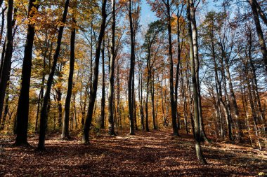 Sonbahar ormanı geçmişi. Güzel sonbahar orman manzarası. Renkli ormanlık alanda sabah sahnesi. Doğa konseptinin güzelliği.