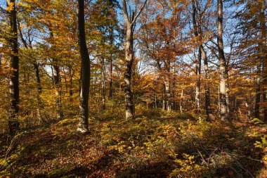 Sonbahar ormanı geçmişi. Güzel sonbahar orman manzarası. Renkli ormanlık alanda sabah sahnesi. Doğa konseptinin güzelliği.