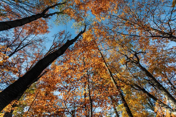 秋の森の背景 美しい秋の森の風景 カラフルな森の中の朝のシーン 自然の概念の背景の美しさ 秋の森の木々の頂上からの眺め — ストック写真