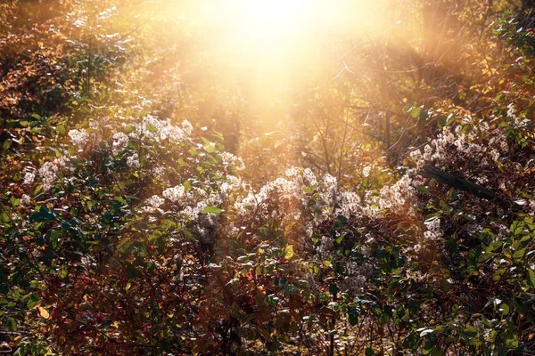 Höstskog Bakgrund Vackert Höstskogslandskap Morgonscen Det Färgglada Skogslandet Skönhet Naturen — Stockfoto