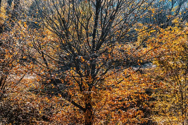 Autumn Forest Background Beautiful Autumn Forest Landscape Morning Scene Colorful — Stock Photo, Image