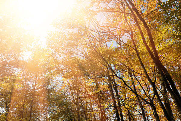 Осенний лес фон. Красивый осенний лесной пейзаж. Утренняя сцена в красочном лесу. Красота природы фон концепции. Нижний вид на вершины деревьев в осеннем лесу.
