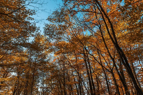 Autumn Forest Background Beautiful Autumn Forest Landscape Morning Scene Colorful — Stock Photo, Image