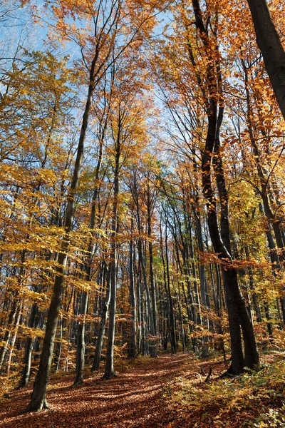 秋天的森林背景 美丽的秋天森林景观 在五彩斑斓的林地里的晨景 自然美概念背景 — 图库照片