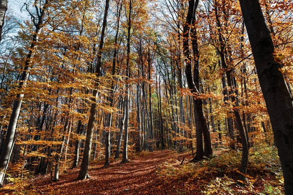 Φθινοπωρινό Δάσος Όμορφο Τοπίο Φθινοπωρινό Δάσος Πρωινή Σκηνή Στο Πολύχρωμο — Φωτογραφία Αρχείου
