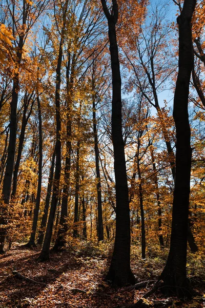 Herfst Bos Achtergrond Prachtig Herfstboslandschap Ochtendscène Het Kleurrijke Bos Schoonheid — Stockfoto