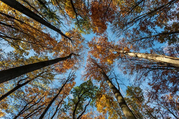 Herbst Wald Hintergrund Schöne Herbstliche Waldlandschaft Morgenszene Bunten Wald Schönheit — Stockfoto